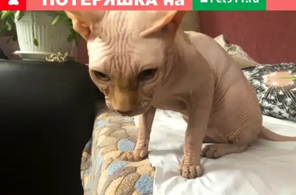 Найдена кошка на Красноармейской, Балаково