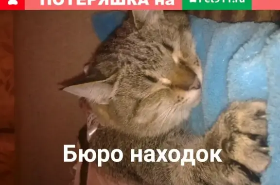 Пропала кошка на пр. Морского 39, Архангельск