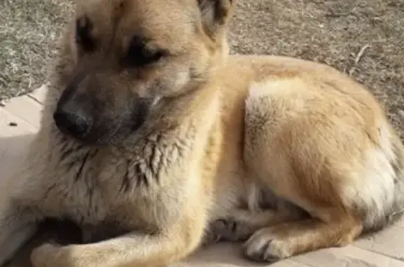 Найдена собака в Ачинске, знает команды