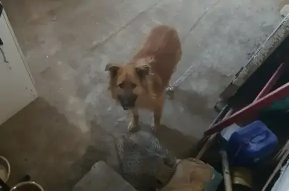 Пропала цирковая собака в Комсомольске-на-Амуре
