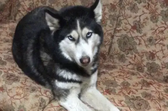 Найдена собака без клейма возле ТЦ Яркий в Ярославле