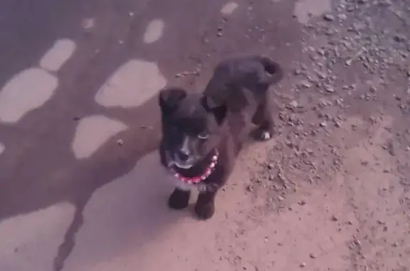 Найден щенок в Петровске, Саратовская обл.
