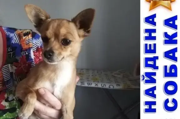 Найдена домашняя собака возле ТЦ Парк в Ростове