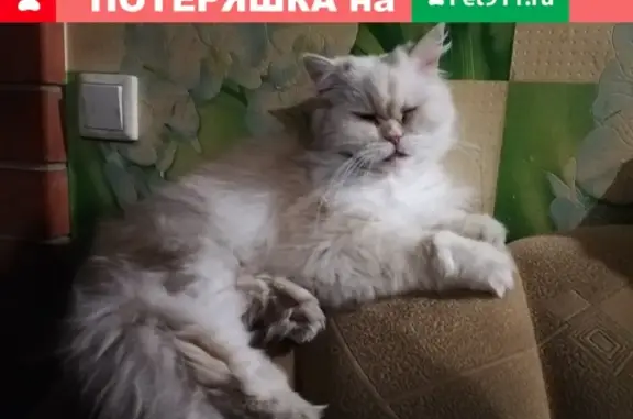 Найден кот на ул. Нариманова, д. 38!