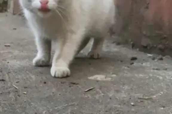 Найден белый кот на Чернышевского, 110
