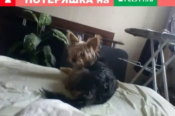 Собаки потеряшки, Липецк, фото: Потеряшка собака с. Ссёлки, Липецк, мальчик Йоркширский терьер 