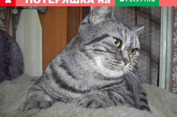 Пропала кошка в Полевском #poterya@pol_shmot