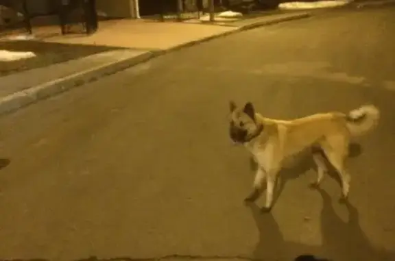 Найдена собака в Кемерово, ищем владельца!
