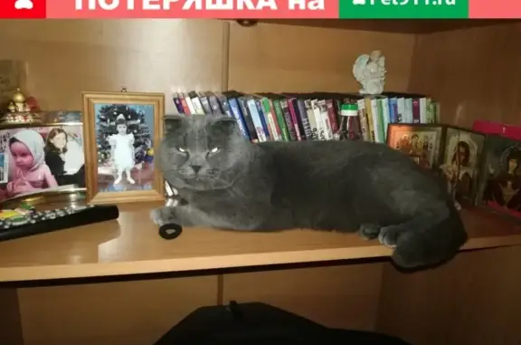 Пропал кот в Торжоке: Красноармейская, 39