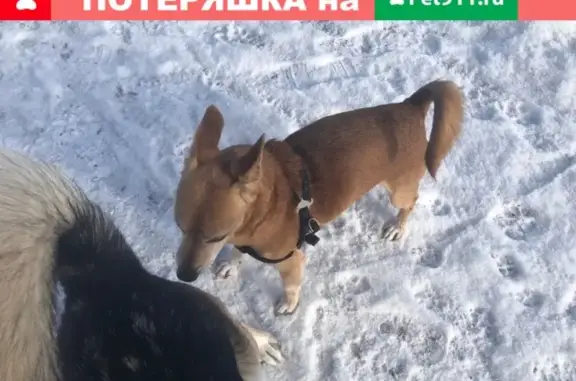 Найдена собака на ул. Шабалина, Мурманск