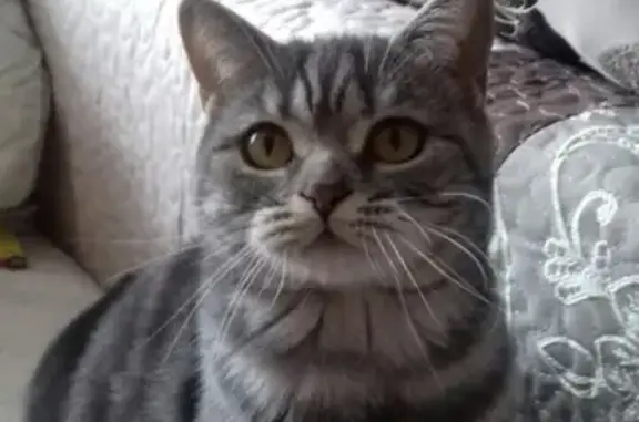 Кошки потеряшки, Ярославль, фото: Потеряшка кошка в Ярославле, ул. Здоровья 18.