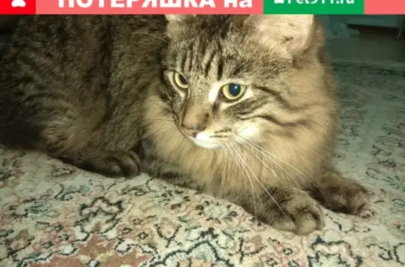 Пропал кот Барсик на Верхне-Пролетарской 16, Одинцово
