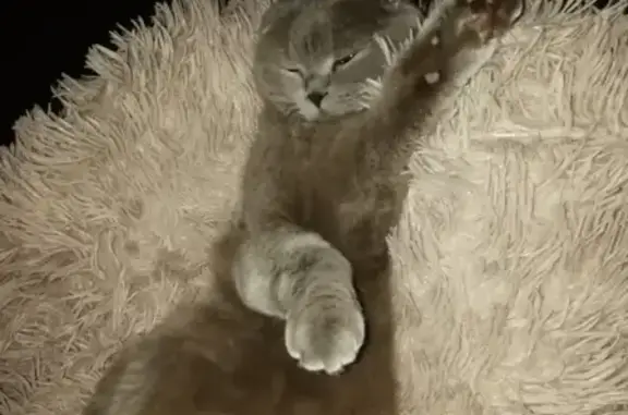 Потерянные животные Ярославль, фото: Пропал кот Жора на ул. Тургенева (Ярославль)