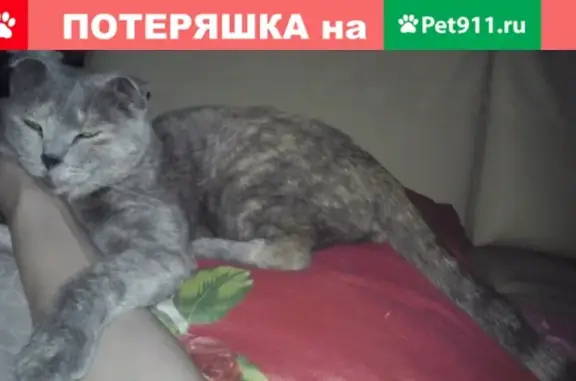 Пропала кошка в Солнечногорске на Сенежском проспекте