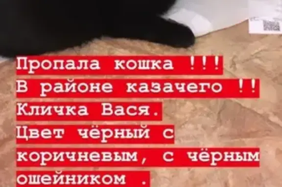 Пропала кошка Вася в Казачем районе