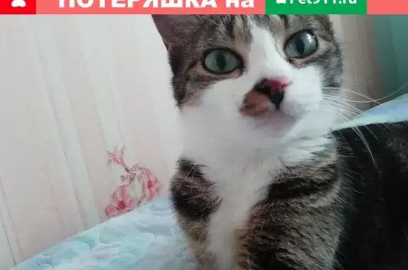 Пропала кошка по адресу село Ильинка, ул. Совхозная 32.
