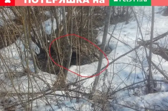 Кот-черный найден в Череповце (104 дом)