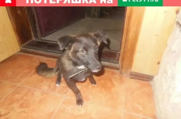 Пропала собака Беркут в районе бухты, Волгоградская область