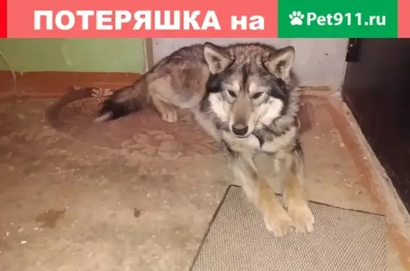 Найдена собака на ул. Тимуровцев в Рязани