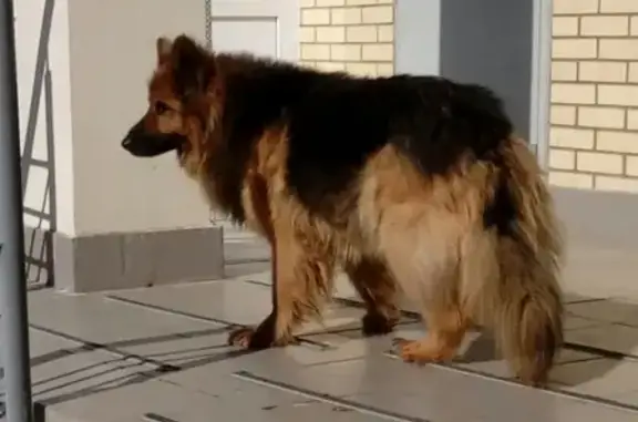 Собака найдена в Раменском, ищем хозяев!