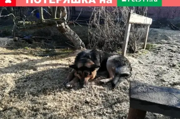 Пропала собака в Вологде, район магазина Орбита
