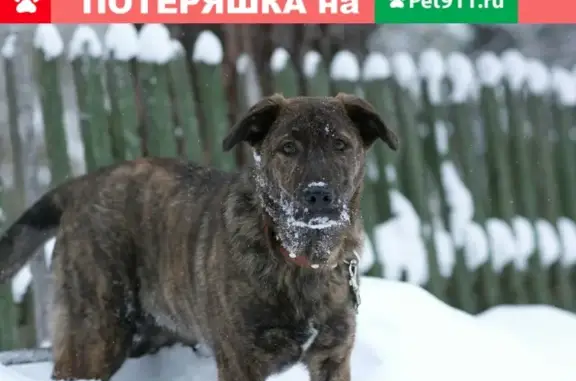 Пропала собака Крис в Отрадном, Ленобласть!