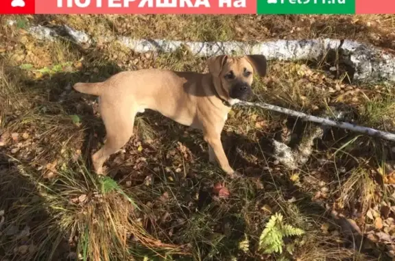 Пропала собака Рекс в поселке Рефтинский