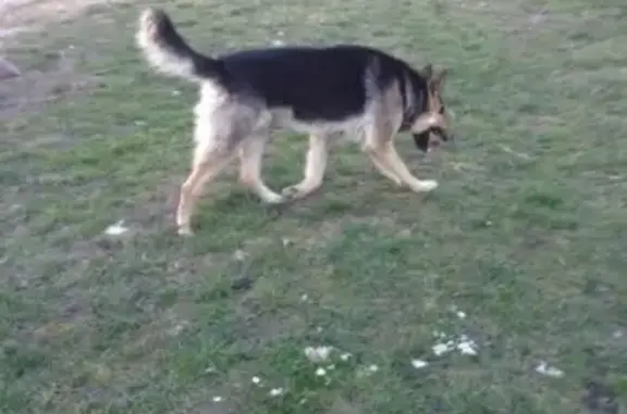 Пропала собака Рокки в Калининграде, вознаграждение!