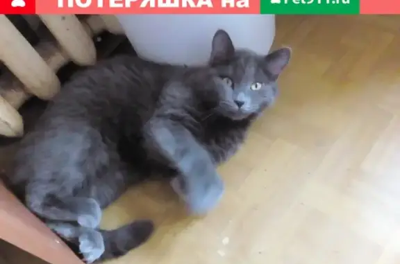 Пропала кошка в Зеленодольске, Республика Татарстан