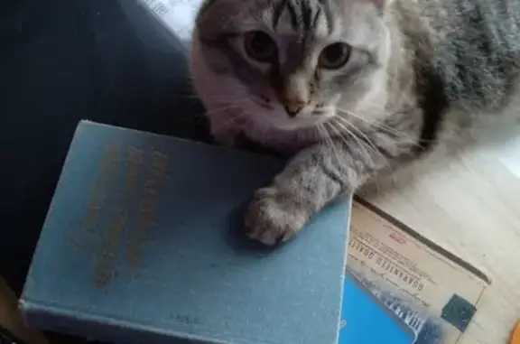 Кошки потеряшки, Пермь, фото: Потеряшка кот Пуджик, Нефтяников и Леонова, Пермь