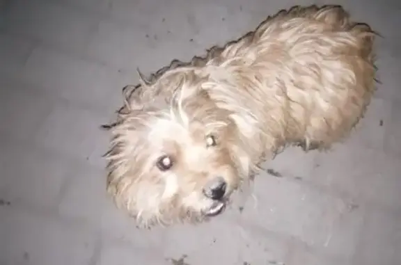 Найдена собака в деревне Колтуши