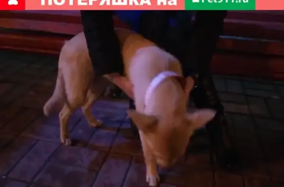 Найдена собака в Ульяновске, нужна передержка.