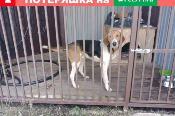 Найдена собака в Гремячее, Тульская обл.