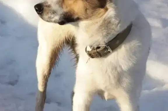 Найден молодой пёс в парке Урицкого, Казань