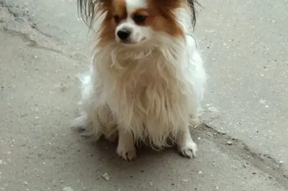Собака найдена на улице Глинки 8 