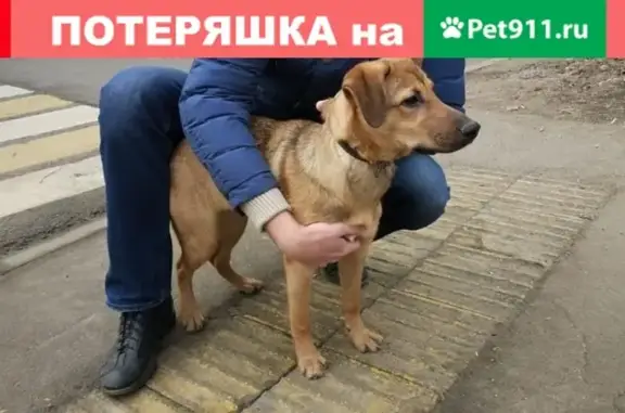 Найдена собака на Федеративном пр-те (Перово/Новогиреево)