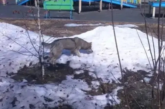 Найдена собака в Комсомольском парке, Кемерово