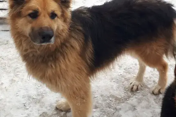 Пропала собака в селе Ягодное, Самарская область
