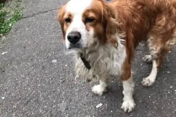 Собака найдена в Краснодаре!