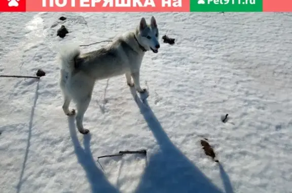 Пропала собака Гера в Углегорске.