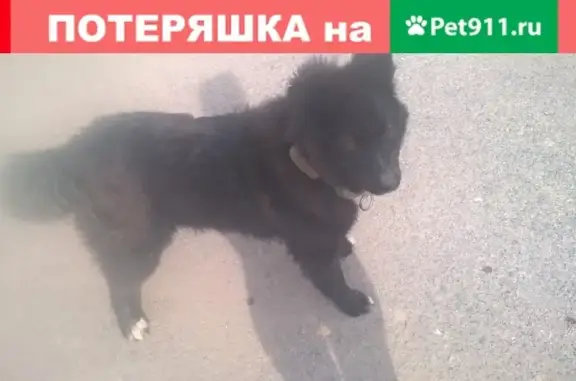 Найдена собака около Кирпичного завода КЕММА в Челябинске