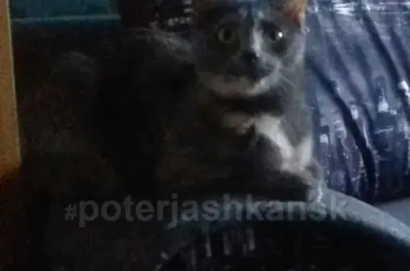 Кошки потеряшки, Новосибирск, фото: Потеряшка кошка на ул. Связистов 3, Новосибирск #lostpet #пропала_кошка