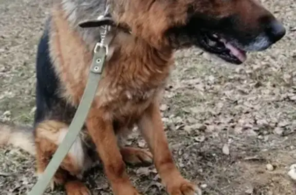 Найдена собака в Марфино, Московская область