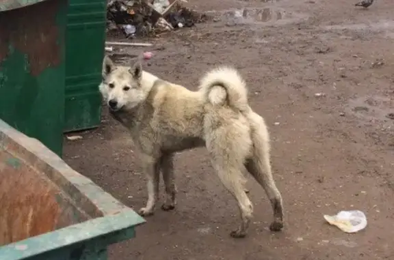 Собака найдена в Бузулуке