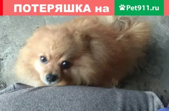 Найдена собака на Рязанской трассе
