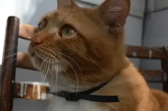 Найден рыжий кот в районе ТК Настена