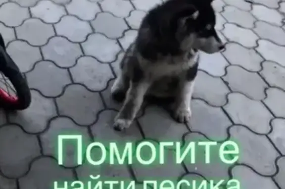 Пропала собака в Борисовке, Новороссийск!