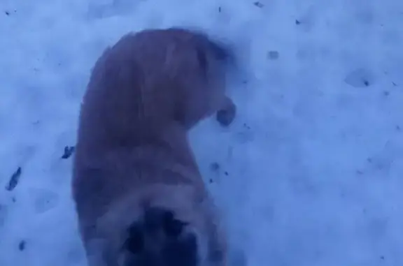 Пропала собака на Молдавском переулке в Воронеже