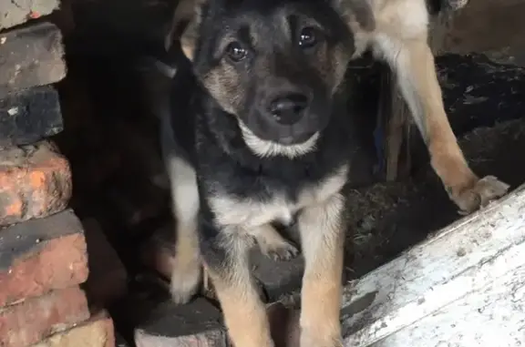 Пропала собака в Сызрани, верните за вознаграждение!