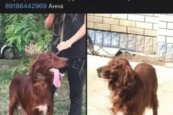 Пропала собака Кабель в Анапе